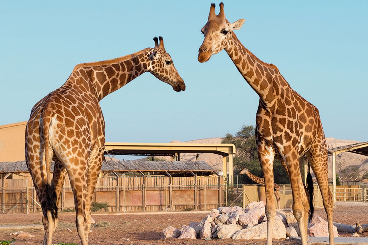 zoo abu dhabi al ain