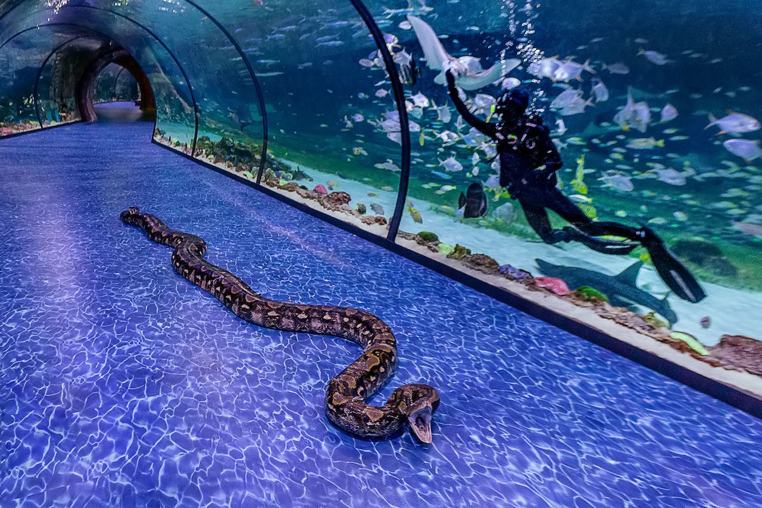 See the super snake at the National Aquarium at Al Qana Time Out Abu Dhabi
