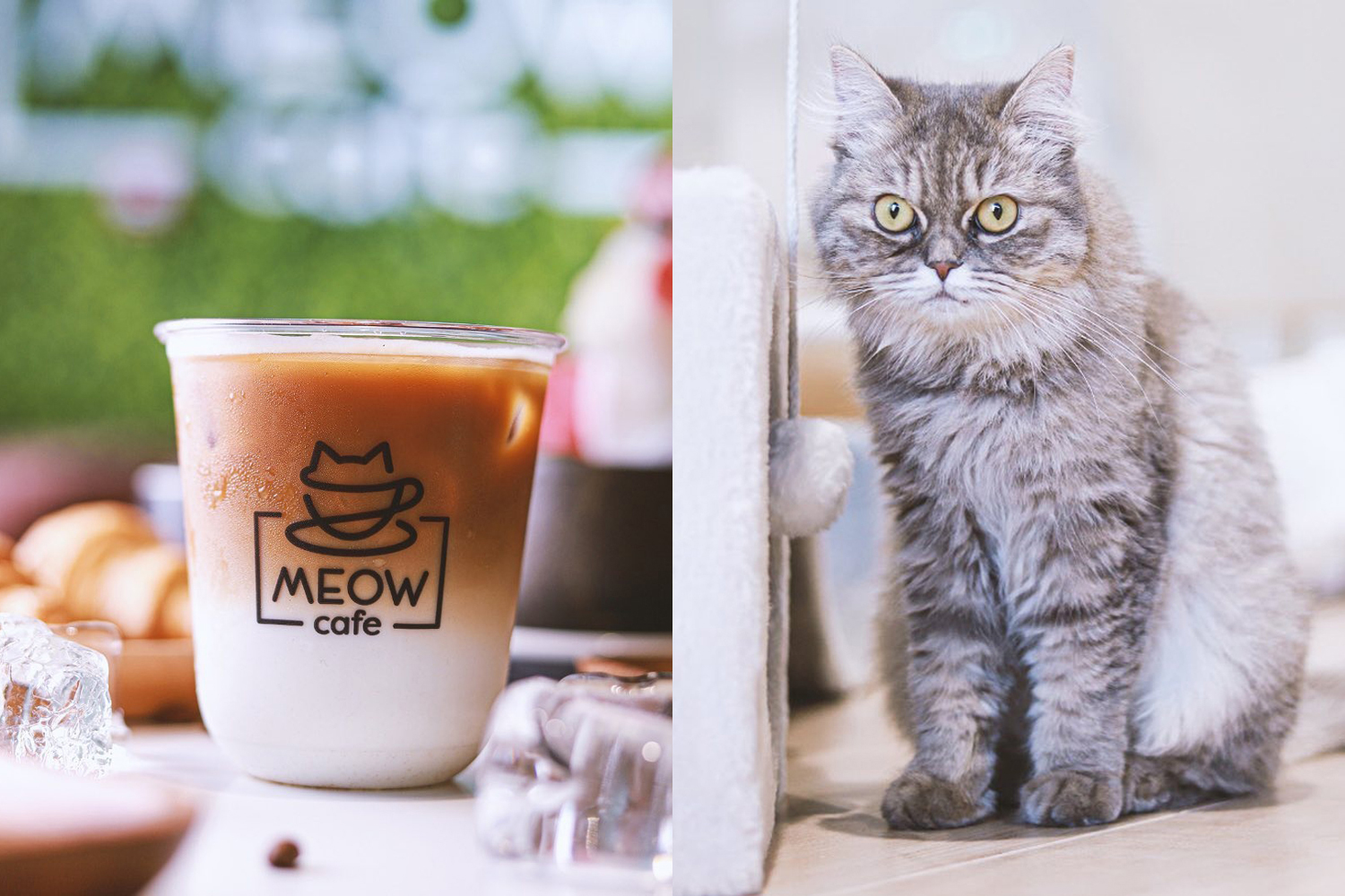 Cat Cafe - Cafe Meow