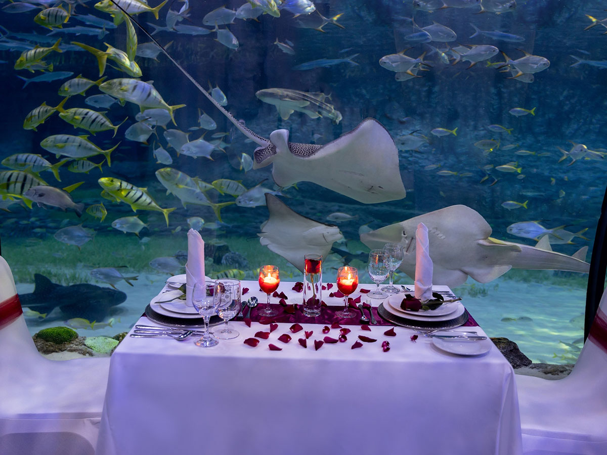 National Aquarium Valentine's Day celebrate underwater