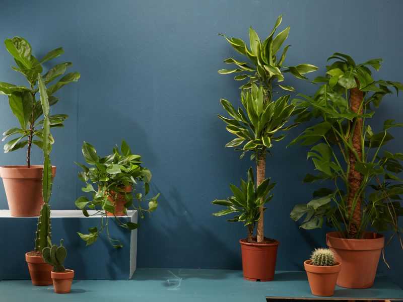 Where to buy house plants in the UAE Time Out Abu Dhabi