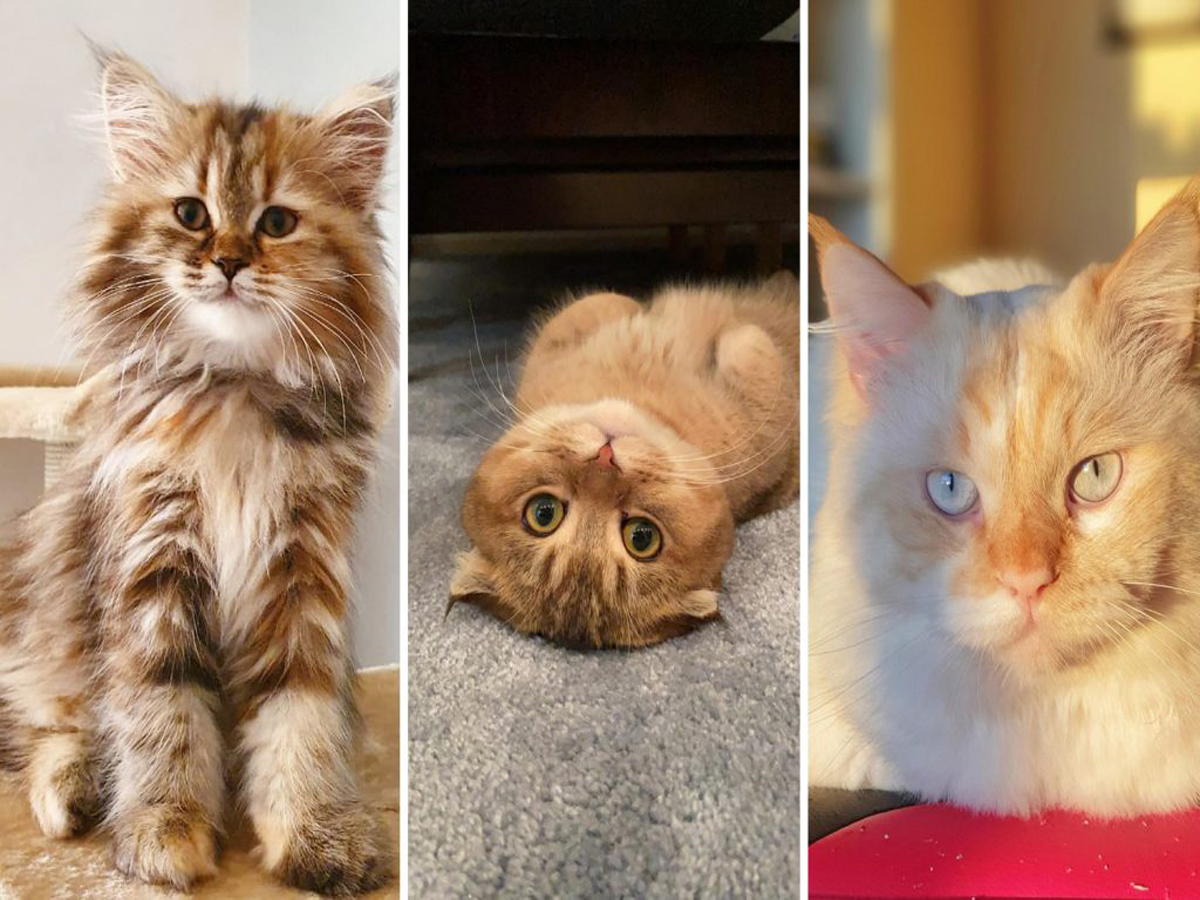 4 cute cat cafés in the UAE Dubai and Abu Dhabi cat cafes