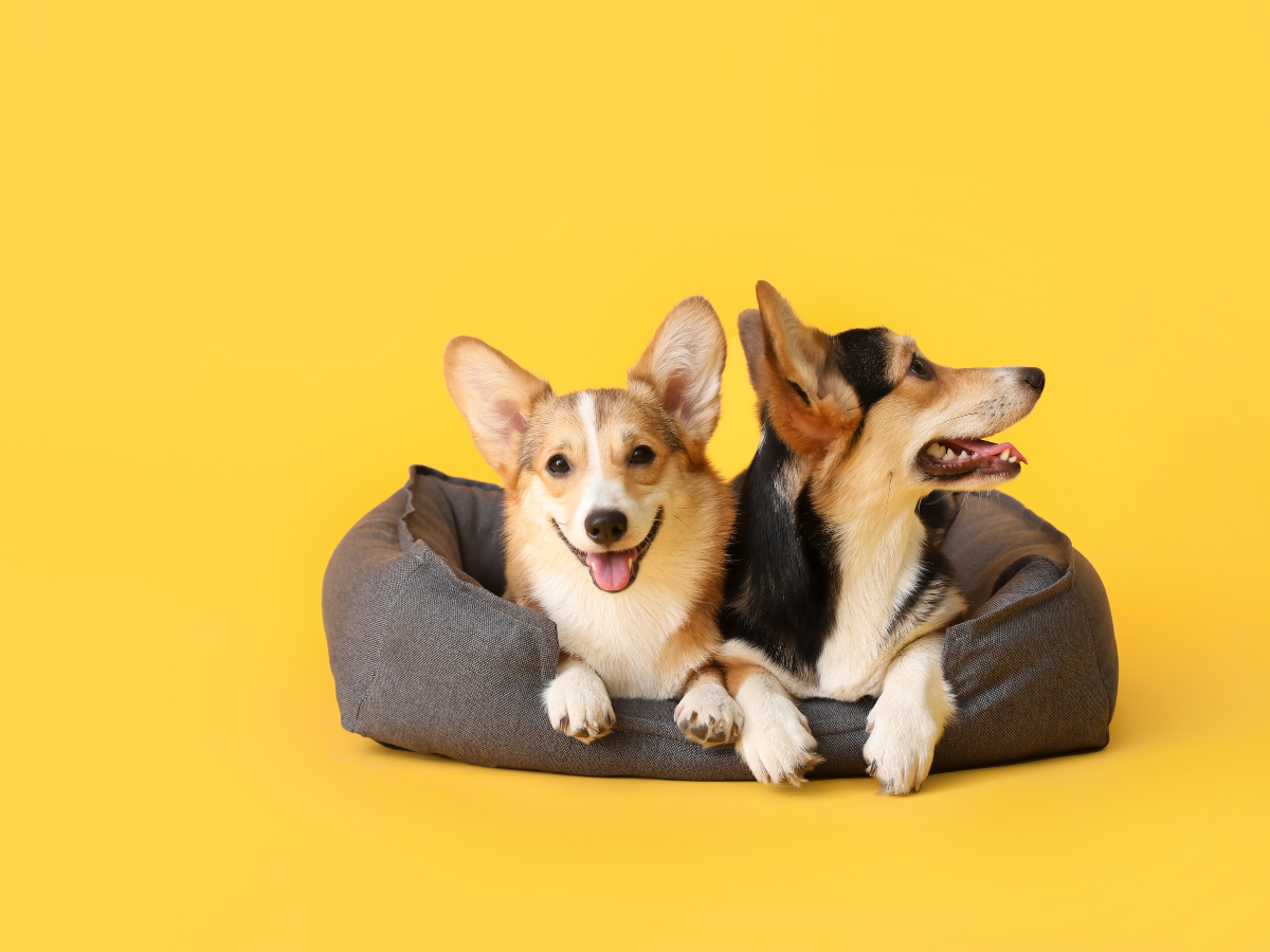 Abu dhabi is home to the most pet friendly rentals time out abu dhabi