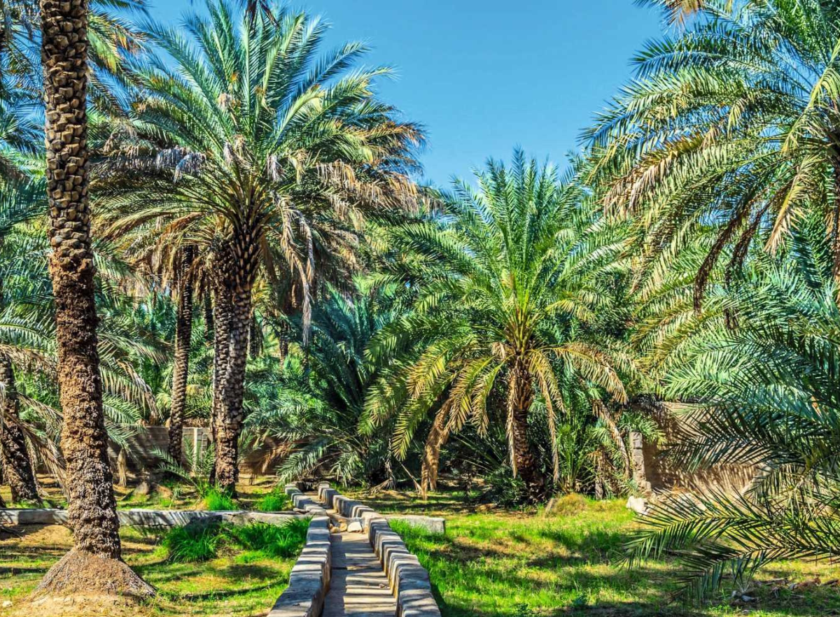 day trips from Abu Dhabi