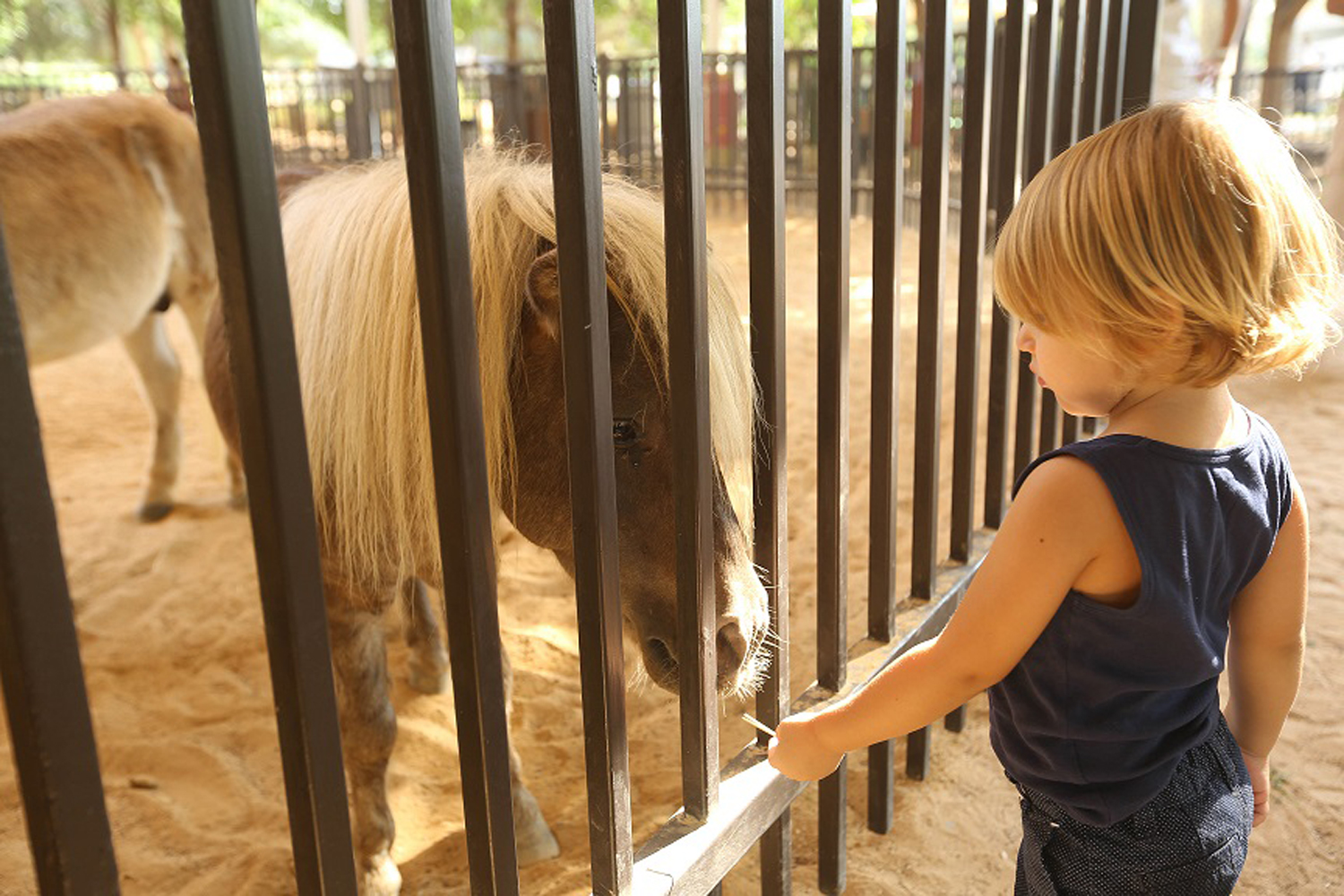 Abu Dhabi S Umm Al Emarat Park Launches A Family Friendly Animal Experience Kids Time Out Abu Dhabi
