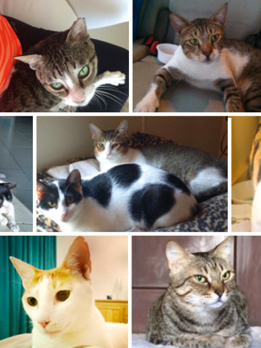 cat showroom in abu dhabi