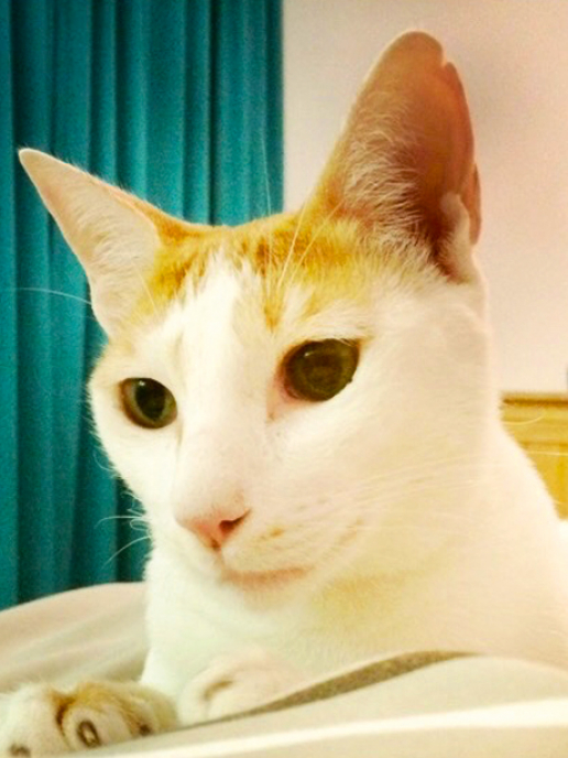 cat showroom in abu dhabi