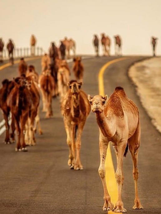 Amazing Abu Dhabi wildlife pictures from the desert and ocean | Things