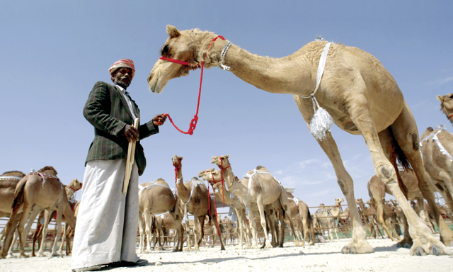 Abu Dhabi Camel Culture Things To Do Time Out Abu Dhabi
