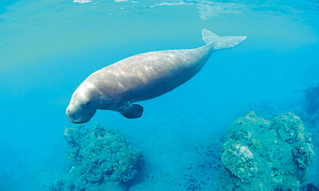 Endangered Animals In Abu Dhabi News Time Out Abu Dhabi