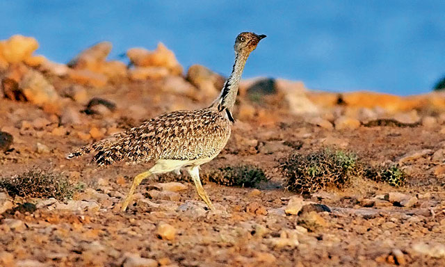 Endangered Animals In Abu Dhabi News Time Out Abu Dhabi
