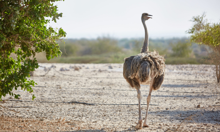 Abu Dhabi Sir Bani Yas Island Guide Things To Do Time Out Abu Dhabi