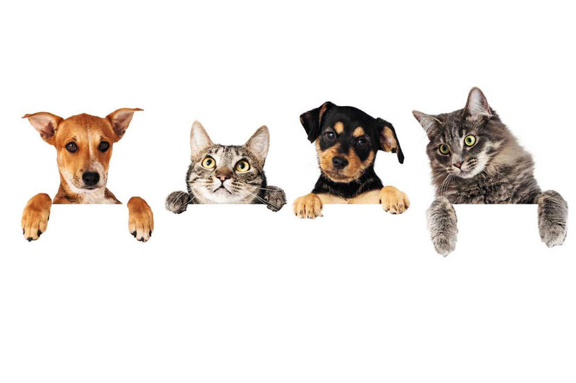 Everything You Need To Know About Owning A Pet In The Uae Things