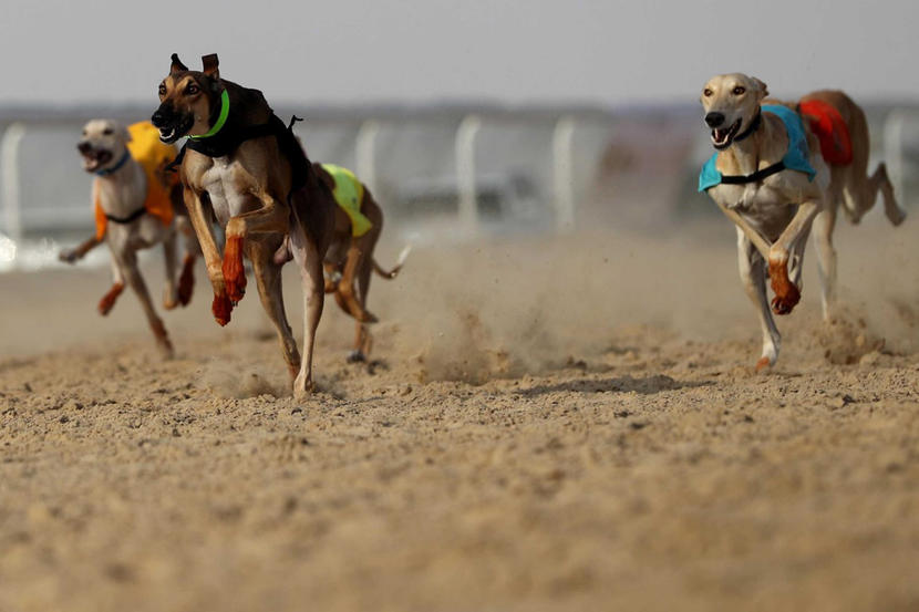 Al Dhafra Festival in Abu Dhabi to take place from November Culture