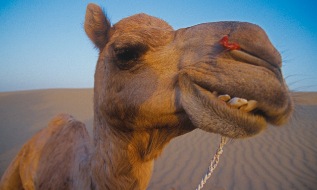 Horse vs Camel | Sport & Wellbeing, Sport, Fitness | Time Out Abu Dhabi