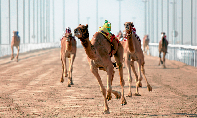 Camel racing in the UAE | Sport & Wellbeing, Sport, Fitness | Time Out