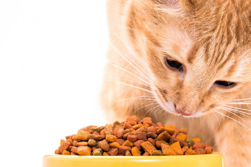 Everything You Need To Know About Owning A Pet In The Uae Things To Do Time Out Abu Dhabi