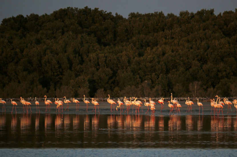 Seven Great Things To Do For Free In The Uae Things To Do Time Out Abu Dhabi